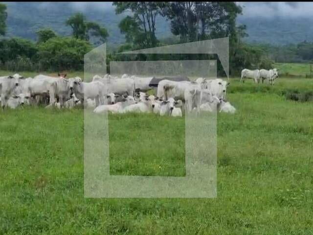 Fazenda para Venda em Iguape - 3