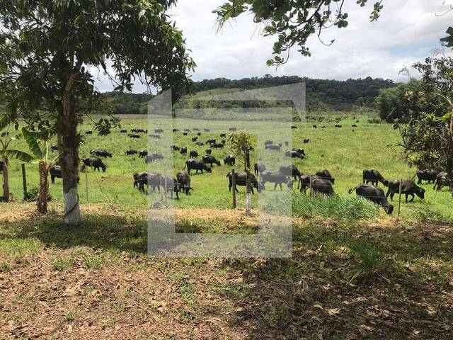#260 - Fazenda para Venda em Iguape - SP - 1