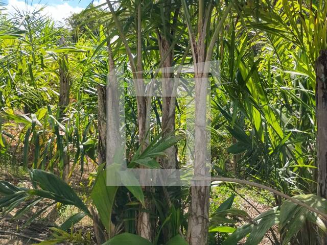 Chácara para Venda em Juquiá - 4